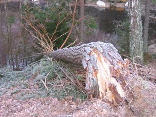 Marks Kommun: Umgeknickter Baum nach starkem Sturm